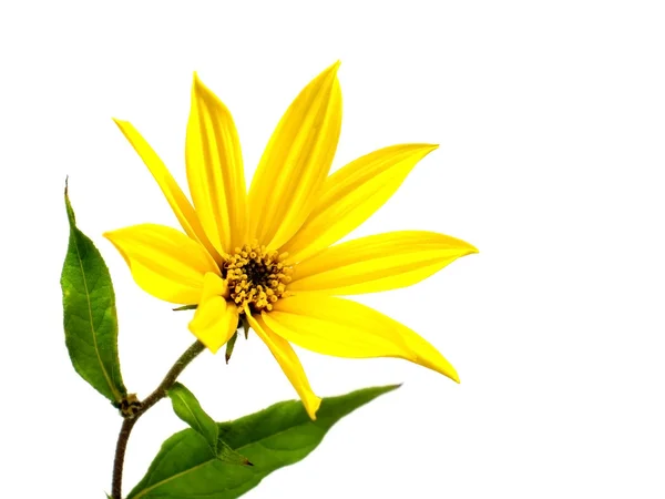 Topinamboer bloem — Stockfoto