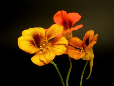 Indian cress (nasturtium) clipart