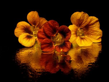 Hint tere (nasturtium)