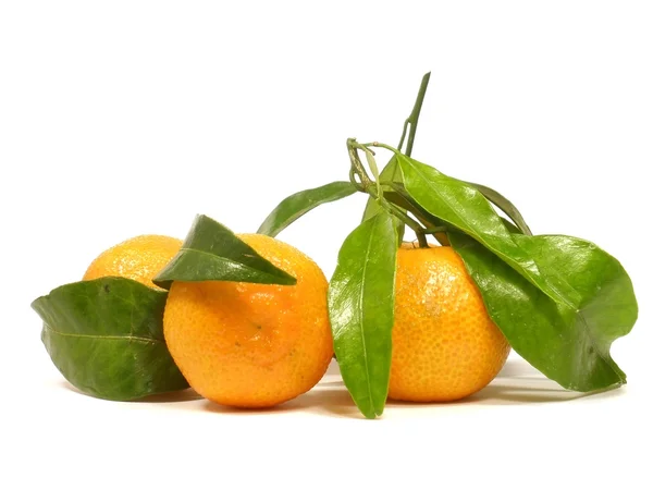 Tangerines aux feuilles — Photo