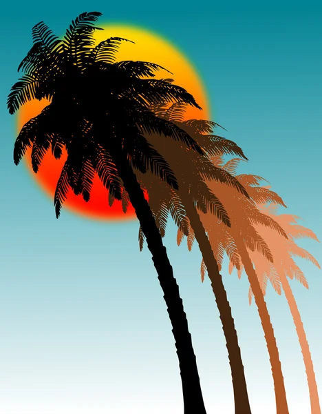 Palms and sun — Stock Photo, Image