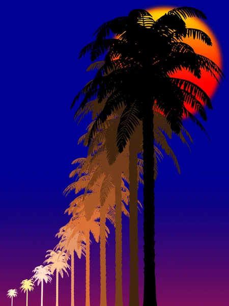 Пальмы на ночь — стоковое фото
