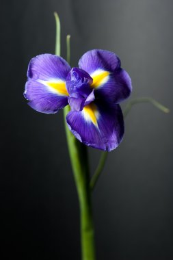 Iris