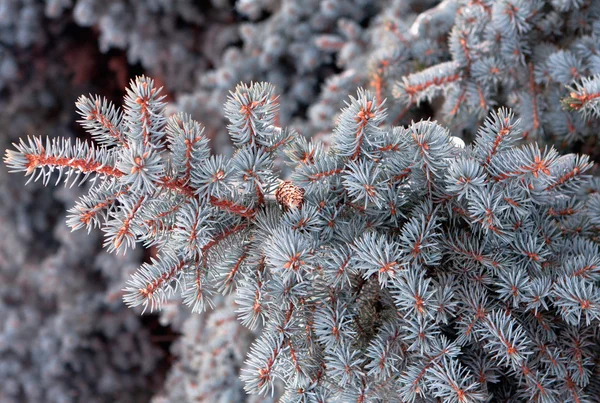 stock image Blue fir-tree with cones, close-up