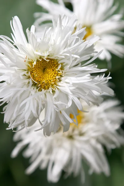 stock image White flower in a green field