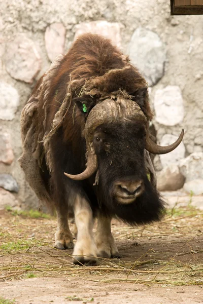 Musk-ox standing on grass. — Stock Photo, Image