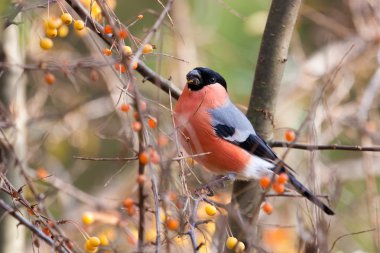 Eurasian Bullfinch clipart