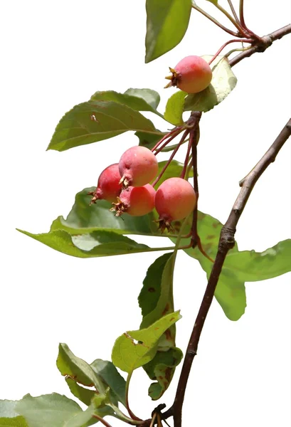 Manzanas Decorativas Cangrejo Sol —  Fotos de Stock