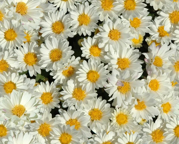 Stock image Daisy wallpaper