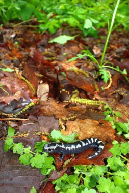 Mermer semender (Ambystoma opacum)