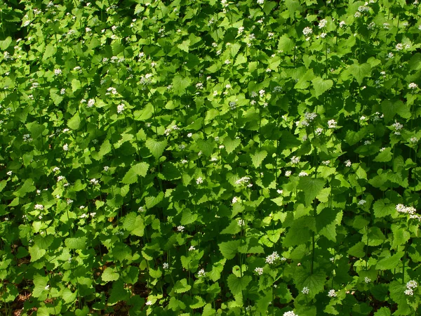 Vitlök (Alliaria petiolata)) — Stockfoto