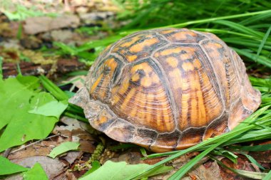 Kutusu kaplumbağa (Terrapene carolina)