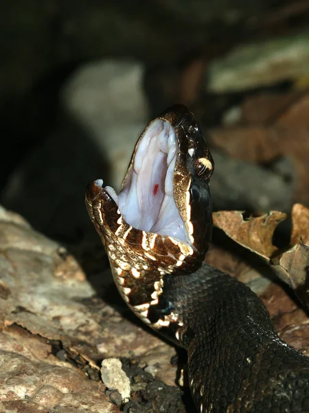 口水 (蝮蛇 piscivorus) — 图库照片