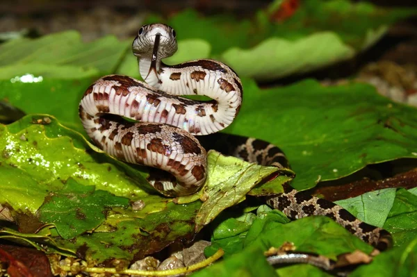 Gray Rat Snake (Elaphe obsoleta) — Stock Photo, Image