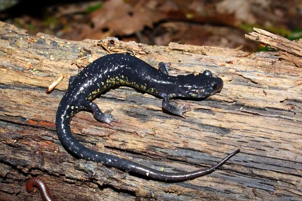 Salamandra Viscosa Plethodon Glutinosus Parque Estadual Monte Sano Alabama — Fotografia de Stock
