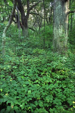 Dense understory vegetation covers the forest floor at Rock Cut State Park in Illinois. clipart