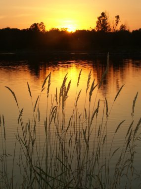 Bauman Park Lake - Illinois