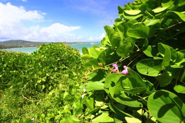 tropikal bitki örtüsü anse de sables Beach saint Lucia kıyı boyunca yetişir..