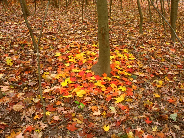 Herbstkontrast — Stockfoto