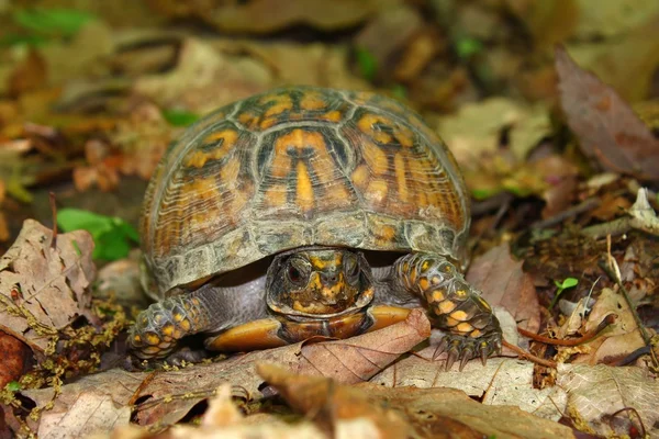Ящик Черепахи Terrapene Carolina Парке Штата Сано Алабаме — стоковое фото