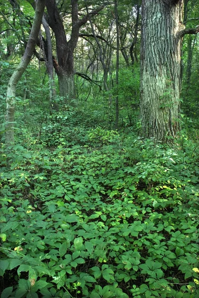茂密的草本植物覆盖森林地面在岩石切在伊利诺伊州的州立公园 — 图库照片