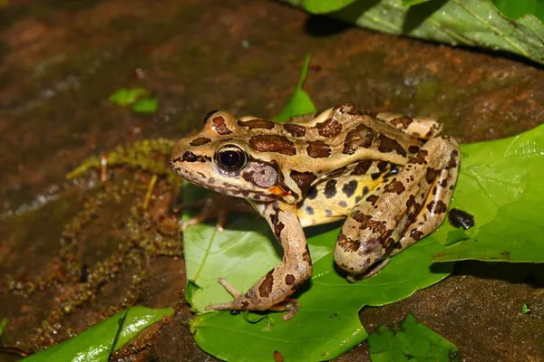 Pickerel Frog Rana Palustris Surveys Forest Floor Monte Sano State — Stock Photo, Image