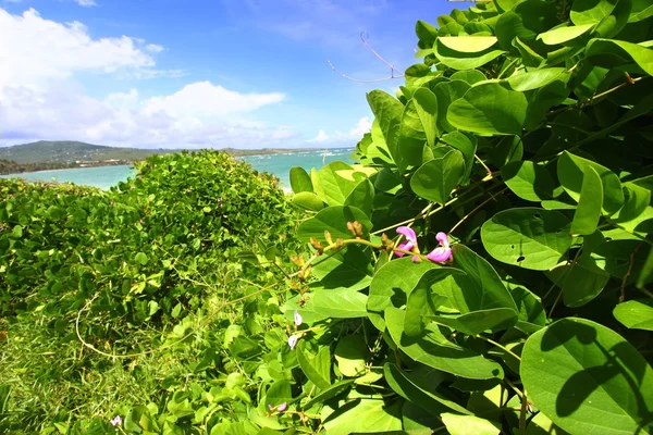 热带植被生长在圣卢西亚昂德紫貂海滩沿岸 — 图库照片