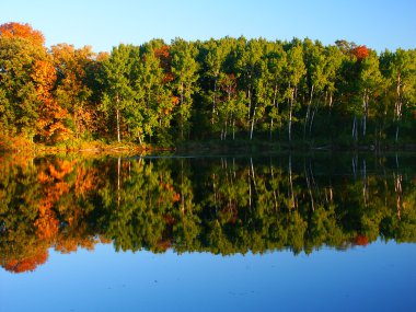 Beautiful fall colors reflect off a pond at Kettle Moraine State Forest in Wisconsin. clipart