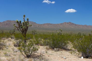 mojave Ulusal kuru peyzaj Kaliforniya'da korumak.