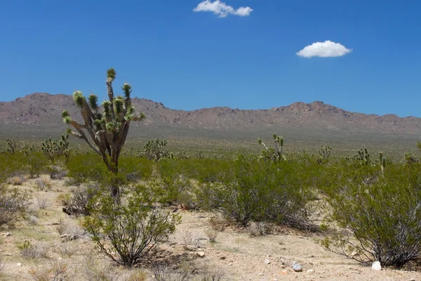 Сухий Краєвид Mojave Національного Заповідника Каліфорнії — стокове фото