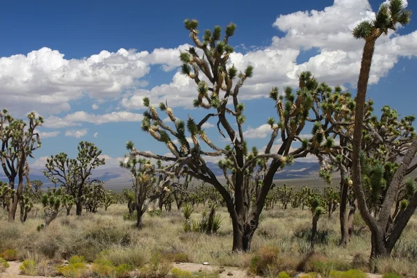 Alberi di Giosuè nel deserto del Mojave — Foto Stock