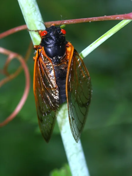 Jaksottainen Cicada (Magicicicada septendecim) ) — kuvapankkivalokuva