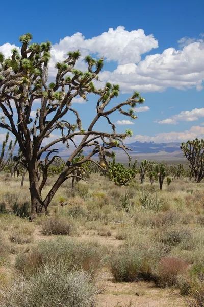 Joshua fák a mojave-sivatagban — Stock Fotó