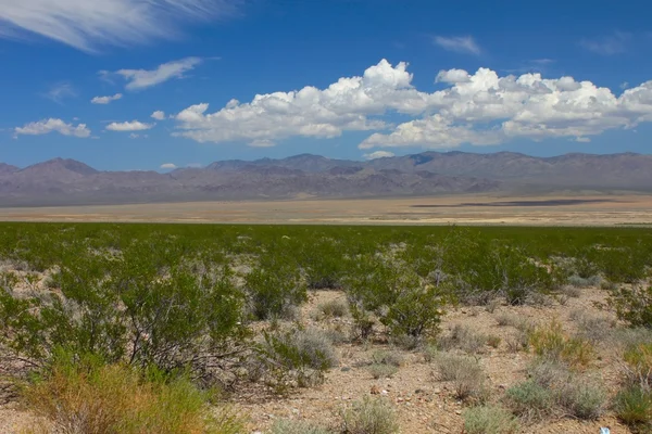 Mojave Çölü - Güney Kaliforniya — Stok fotoğraf