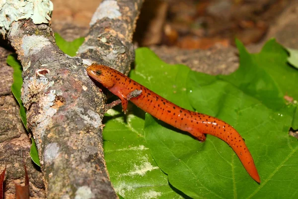 Червоний саламандра (Pseudotriton ruber) — стокове фото