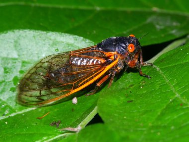 Periodical Cicada (Magicicada septendecim) clipart