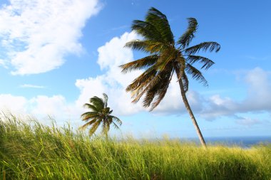 Palm trees sway in the wind on the Caribbean island Saint Kitts. clipart