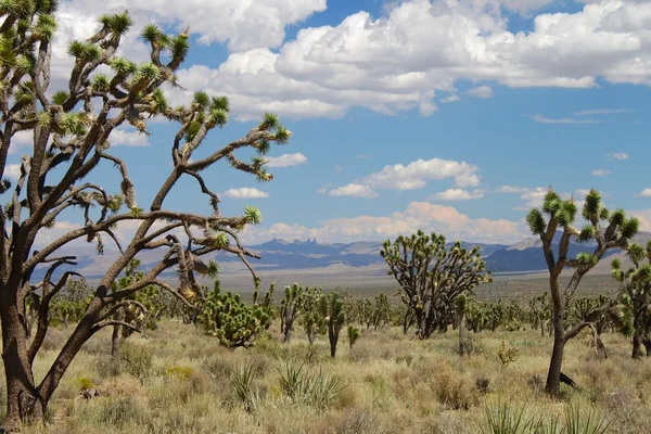 Joshua träd i Mojaveöknen — Stockfoto