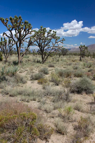 Joshua Árvores no deserto de Mojave — Fotografia de Stock