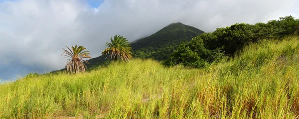Blick Auf Den Berg Liamuiga Von Den Zuckerrohrfeldern Der Heiligen — Stockfoto