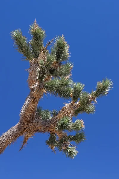 Joshua Tree (Sclerocactus) — Stock Fotó