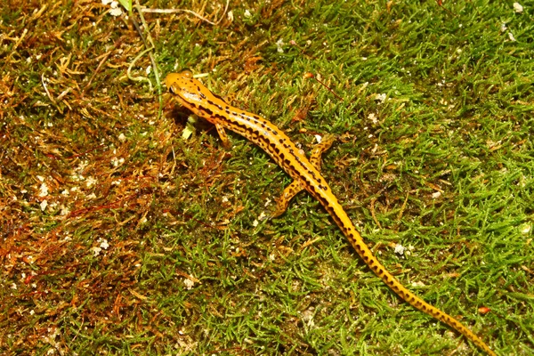 Salamandra dalla coda lunga (Eurycea longicauda ) — Foto Stock