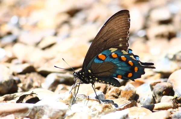 Pipevine Swallowtail Battus Philenor Lungo Natchez Trace National Scenic Parkway — Foto Stock