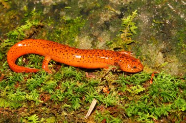 Red Salamander (Pseudotriton ruber) clipart