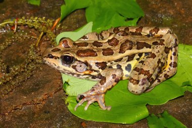 Turna Kurbağa (Rana palustris)