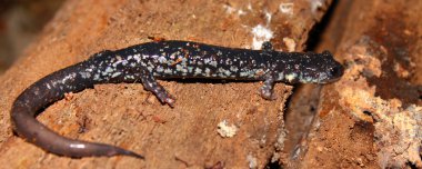 Slimy Salamander (Plethodon glutinosus) clipart