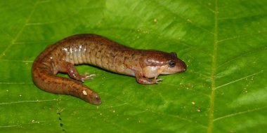 Dusky Salamander (Desmognathus conanti) clipart