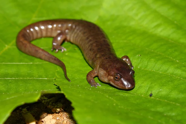 Różową Salamandra (Desmognathus conanti) — Zdjęcie stockowe