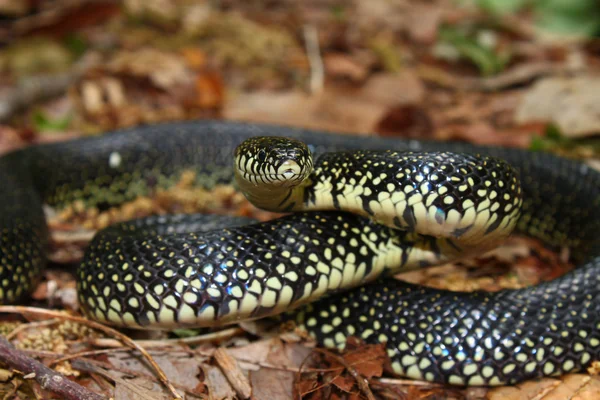 Serpiente real negra (Lampropeltis getula ) — Foto de Stock