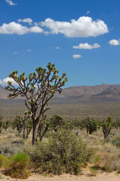 Desierto de Mojave - sur de California — Foto de Stock
